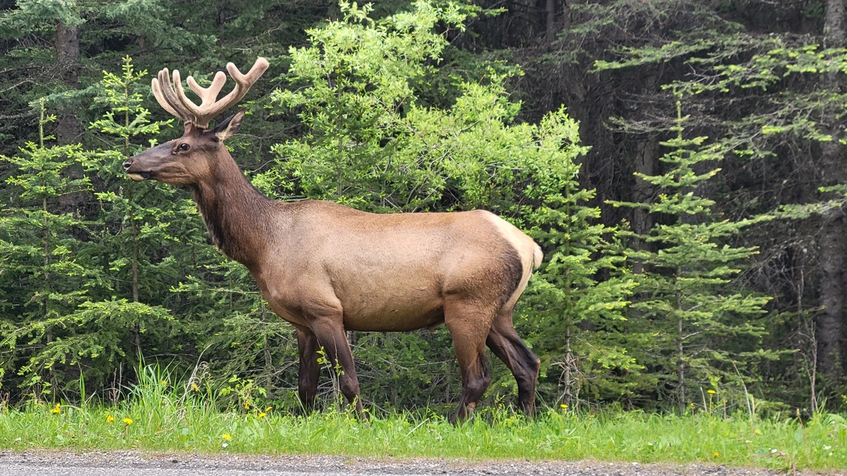 A person in winter clothing stands by an information sign overlooking a turquoise lake and a large hotel.
